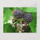 Search for raspberry postcards Black