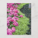 Search for spring mountains postcards Flower