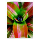 Search for bromeliad Tropical