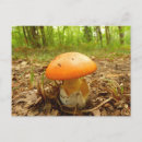 Search for caesarea Fungus