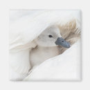 Search for cygnet magnets Animal