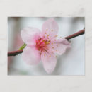 Search for flower tree postcards Peach