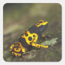 Search for banded stickers Yellow