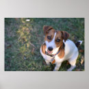 Search for jack russell posters Pet lover