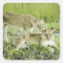 Search for lionesses stickers Africa