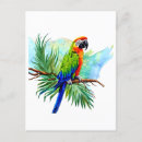 Search for party parrots postcards Macaw