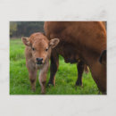 Search for cute baby animals postcards Livestock