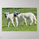 Search for baby lamb posters Cute