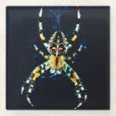 Search for arachnid barware Insect