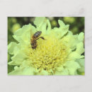 Search for giant flower postcards Yellow