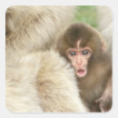 Search for nagano stickers Macaca fuscata