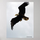 Search for eagle lover posters Wildlife