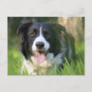 Search for border thank you cards Puppy