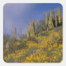 Search for arizona cactus stickers Environment