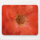 Search for orange brown photography Flower