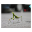 Search for mantis art Bug
