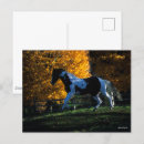 Search for paint runs postcards Animal