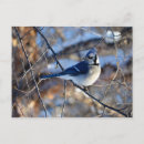 Search for bird postage postcards Nature