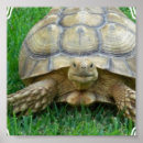 Search for tortoise posters Reptiles