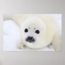 Search for harp seal posters Animal