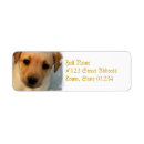 Search for yellow labs return address labels Yellow labrador retriever