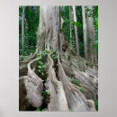 Search for tree roots posters Tropical