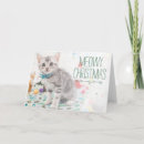 Search for american shorthair cards Animal