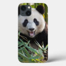 Search for bamboo cases Bear