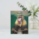 Search for ape monkey postcards Animal