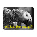 Search for parrot magnets African grey parrot