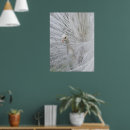 Search for white peacock posters Peacocks