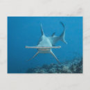 Search for hammerhead shark postcards Ocean