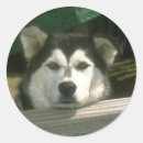 Search for sad animal stickers Puppy