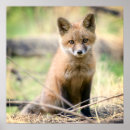 Search for fox pups posters Mammal