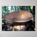Search for edible mushroom posters Fungus