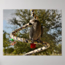 Search for red tails art Parrot