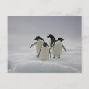 Search for flows postcards Animal
