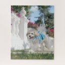 Search for poodle puzzles Nature