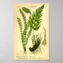 Search for fern art posters Antique