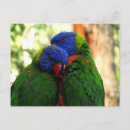 Search for lory postcards Lorikeet