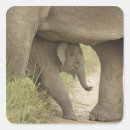 Search for asian animal stickers Baby