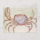 Search for shell horizontal postcards White