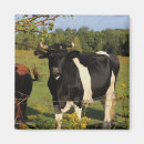 Search for horns magnets Cow
