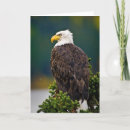 Search for perches cards Superstock