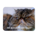 Search for calico magnets Cute