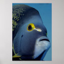 Search for angelfish art Sea
