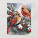 Search for love snow postcards Red cardinal