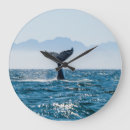 Search for whale clocks Animal