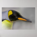 Search for emperor penguin posters Wildlife