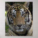 Search for big eyes posters Tiger